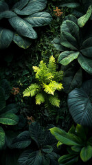 Obraz premium Lush green foliage, vibrant fern contrasting dark leaves, creating a natural, serene scene. Represents tranquility, growth, and the beauty of nature