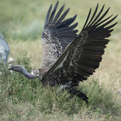 Vultures and Carrion Feeding