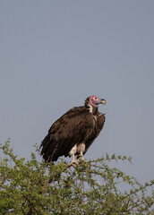 Vultures and Carrion Feeding