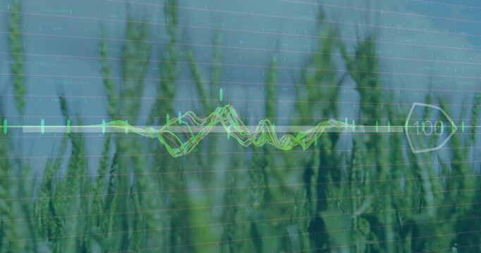 Wheat field displaying animated neon waveform chart overlay with candlestick markers and grid lines