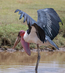 Marabou Stork with Wings Outstretched