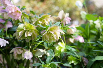 Helleborus flower or hellebore in the park
