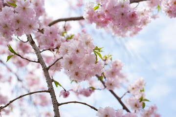 Cherry blossom branches against blue sky