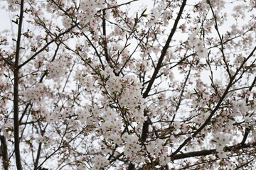 Branches of sakura flowers, cherry blossom