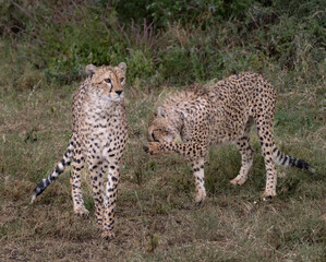 Cheetahs After Heavy Rain
