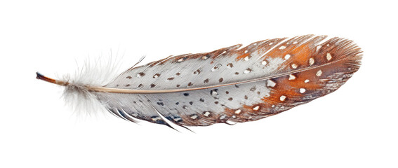 Graceful feather display nature isolated on transparent background