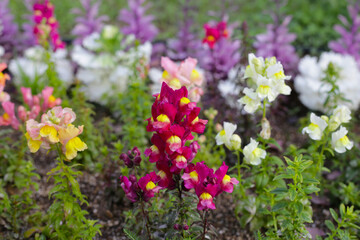 Antirrhinum or snapdragon in garden