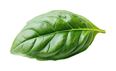 Obraz premium Fresh basil leaf nature botanical isolated on transparent background