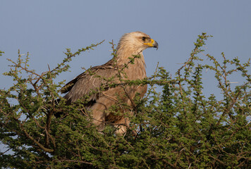 Tawny Eagle