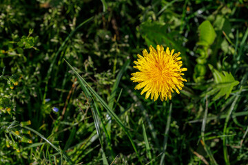 Dandelion Flower in Grass