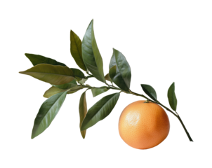 Fresh orange branch with leaves nature isolated on transparent background