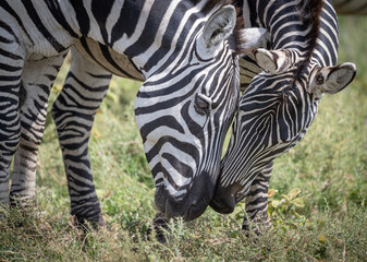 Mama and Baby Zebra Close Together