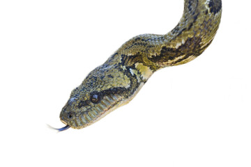 Close-up of sanzinia madagascariensis boa slithering, forked tongue extending, against transparent isolated background