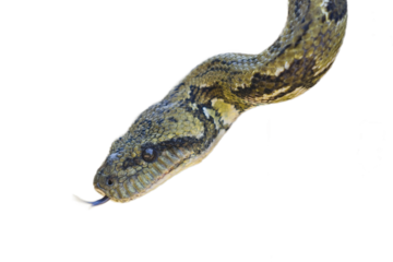 Close-up of sanzinia madagascariensis boa slithering, forked tongue extending, against transparent isolated background