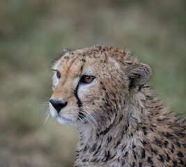 Portrait of Wet Cheetah