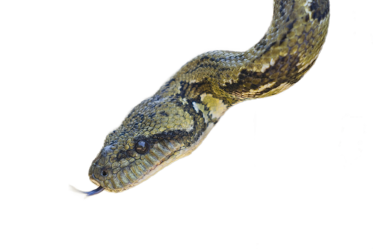 Close-up of sanzinia madagascariensis boa slithering, forked tongue extending, against transparent isolated background
