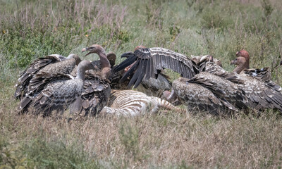 Fototapeta premium Vultures Feeding on Baby Zebra Kill