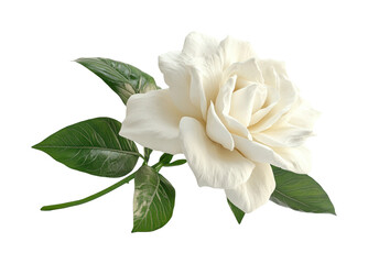 Elegant white gardenia flower nature botanical isolated view isolated on transparent background