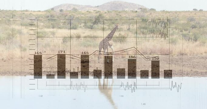 Giraffe standing at waterhole edge, water reflecting full shape and showing bar charts, line graphs