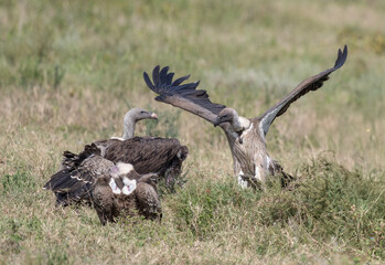 Vultures Feeding on Baby Zebra Kill