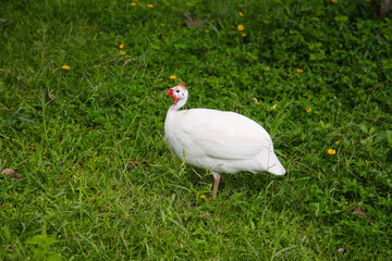 White guineafowl, guineahen on green lawn
