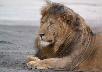 Resting Male Lion