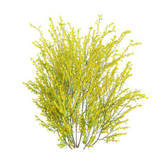 Cytisus scoparius broom bush in bloom isolated on transparent background. 3D render.
