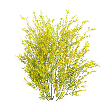 Cytisus scoparius broom bush in bloom isolated on transparent background. 3D render.