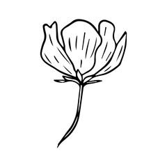 Minimalist Line Art Flower. Elegant Botanical Outline Illustrations