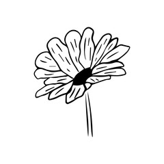 Minimalist Line Art Flower. Elegant Botanical Outline Illustrations