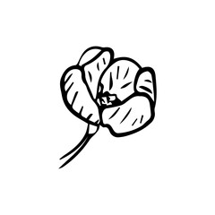 Minimalist Line Art Flower. Elegant Botanical Outline Illustrations