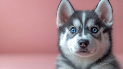 Fototapeta premium Adorable Husky Puppy with Striking Blue Eyes
