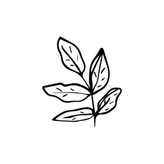 Minimalist Line Art Flower. Elegant Botanical Outline Illustrations