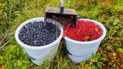 Workers are engaged in berry picking, collecting ripe blueberries and lingonberries in two buckets....