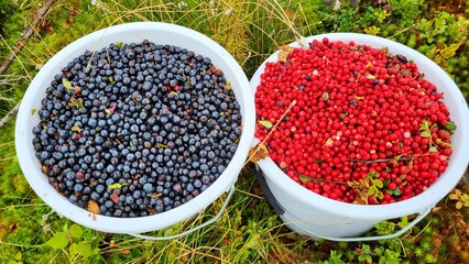 Berry picking activity in a lush field with buckets of blueberries and lingonberries during late...