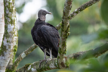 Black Vulture
