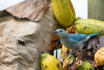 Blue-gray Tanager