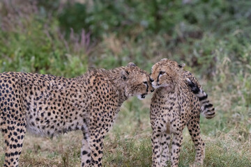 Wet Cheetahs after Heavy Rain