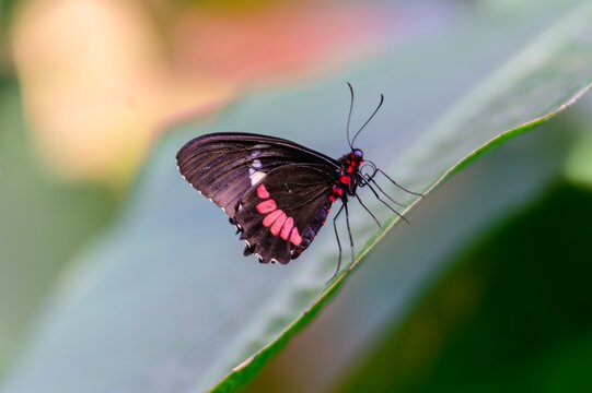 A True Cattleheart Butterfly at Meijer Botanical Gardens, in Grand Rapids, Michigan.