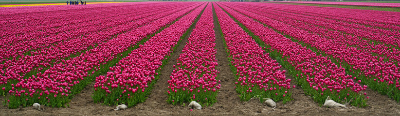 Tulpenfeld