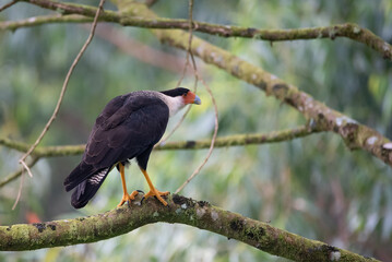 Crested Caracara