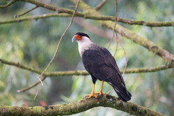 Crested Caracara