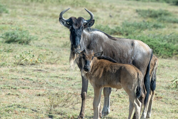 Wildebeest and Calf