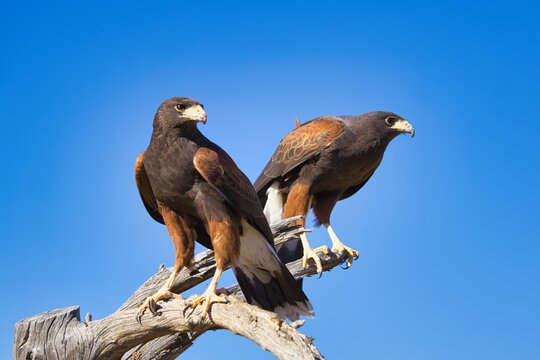 Harris Hawks Perched on a Branch
