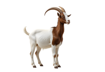 Single Boer Goat Standing Isolated on White for Livestock and Farm Animal Concepts: Distinctive White and Brown Goat Imagery: Boer, Goat, Isolated, White, Livestock, Farm, Animal, Brown, White, Horns,