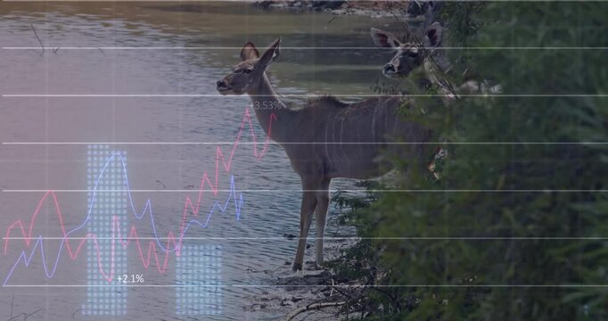 Two deer standing at muddy shore with line charts and percentage labels floating in flat design