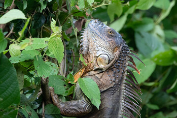 Green Iguana