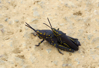 Mating poisonous grasshoppers (lat.- Poekilocerus bufonius)
