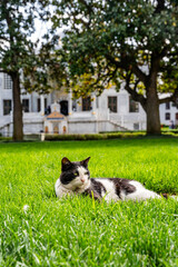 Black and white stray cat resting in the gardens of the historic Topkapi Palace, a major cultural landmark and tourist site in Istanbul, Turkey (Turkiye)