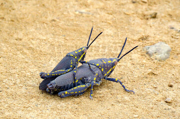 Mating poisonous grasshoppers (lat.- Poekilocerus bufonius)